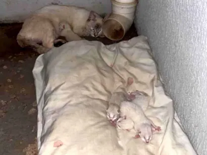 Gato raça Siamês idade Abaixo de 2 meses nome Lolo