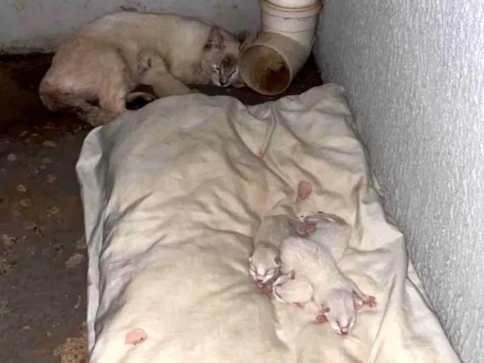 Gato ra a Siamês idade Abaixo de 2 meses nome Lolo