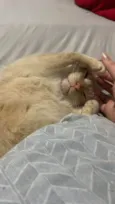 Loki