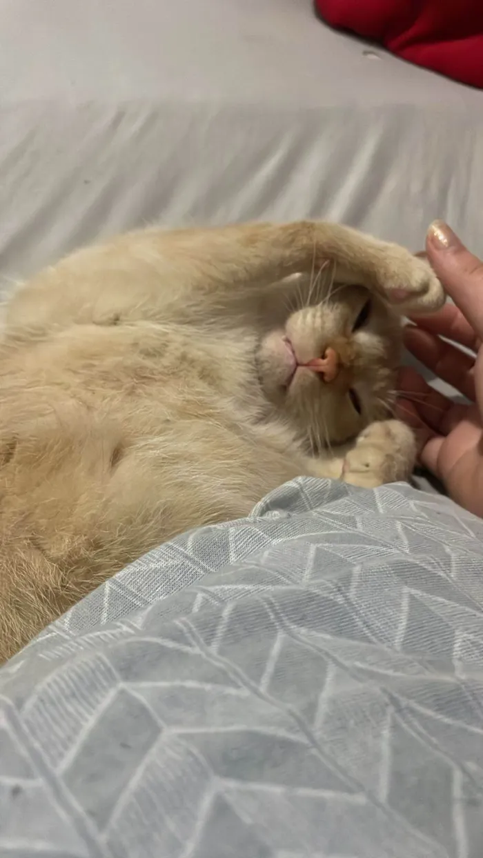 Gato ra a SRD-ViraLata idade 2 anos nome Loki