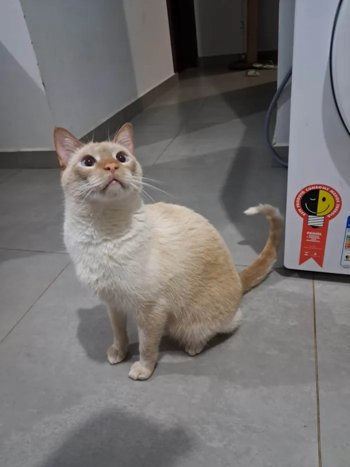 Gato ra a SRD-ViraLata idade 2 anos nome Loki