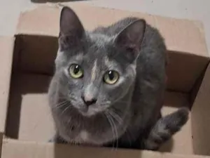 Gato raça SRD-ViraLata idade 1 ano nome Pandora