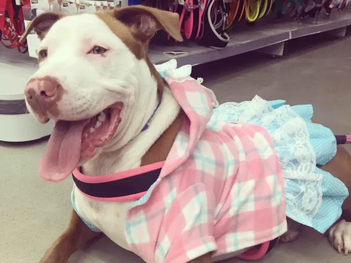 Cachorro ra a Pit-Bull idade 6 ou mais anos nome Joy 