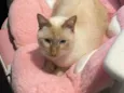 Loki