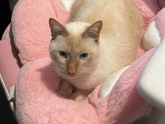 Gato ra a SRD-ViraLata idade 2 anos nome Loki
