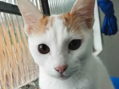 Gato raça SRD-ViraLata idade 2 anos nome Oggie