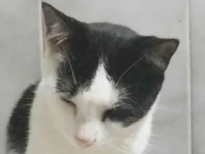 Gato raça SRD-ViraLata idade 3 anos nome Mewtwo