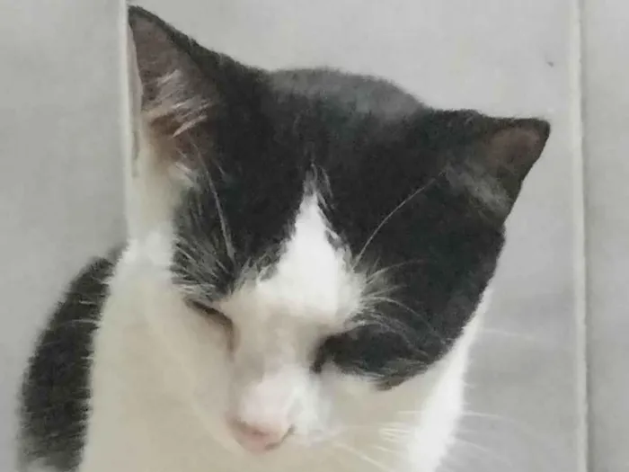 Gato ra a SRD-ViraLata idade 3 anos nome Mewtwo