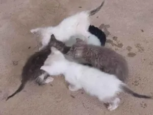 Gato raça SRD-ViraLata idade 2 a 6 meses nome Petisco 