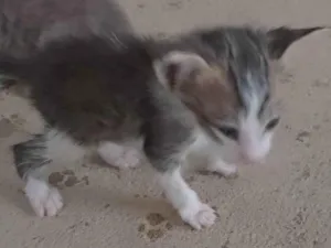 Gato raça SRD-ViraLata idade 2 a 6 meses nome Pitaia 