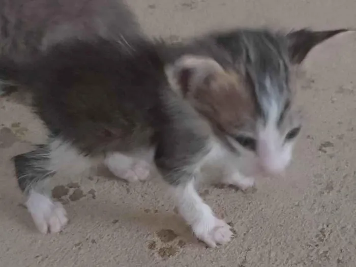 Gato ra a SRD-ViraLata idade 2 a 6 meses nome Pitaia 