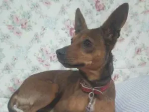 Cachorro raça SRD-ViraLata idade 2 anos nome CARAMELO