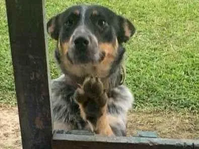 Cachorro raça SRD-ViraLata idade 1 ano nome Diana 