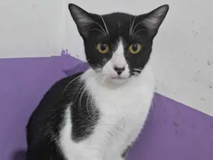 Gato raça SRD-ViraLata idade 2 a 6 meses nome MIMOSA