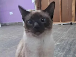 Gato raça SRD-ViraLata idade 2 a 6 meses nome LINDEZA