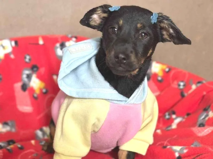 Cachorro ra a SRD-ViraLata idade 2 a 6 meses nome Zoe 
