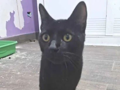 Gato raça SRD-ViraLata idade 2 a 6 meses nome BLACKIZINHA