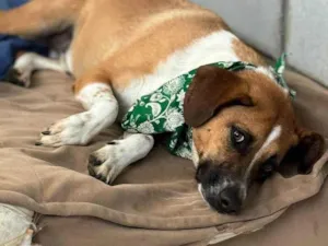 Cachorro raça SRD-ViraLata idade 3 anos nome Leandro