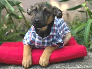 Cachorro raça SRD-ViraLata idade 2 a 6 meses nome Rick