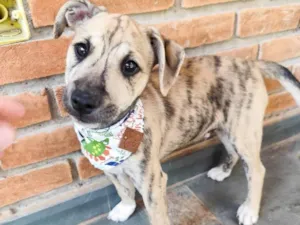 Cachorro raça SRD-ViraLata idade 2 a 6 meses nome Liko