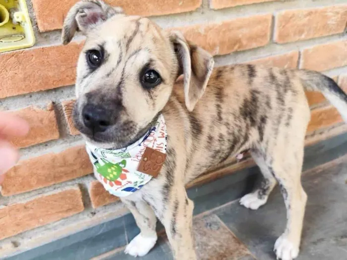 Cachorro ra a SRD-ViraLata idade 2 a 6 meses nome Liko