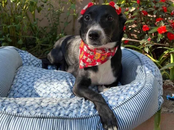 Cachorro ra a SRD-ViraLata idade 3 anos nome Juliana