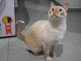 Loki
