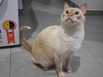 Gato raça SRD-ViraLata idade 2 anos nome Loki