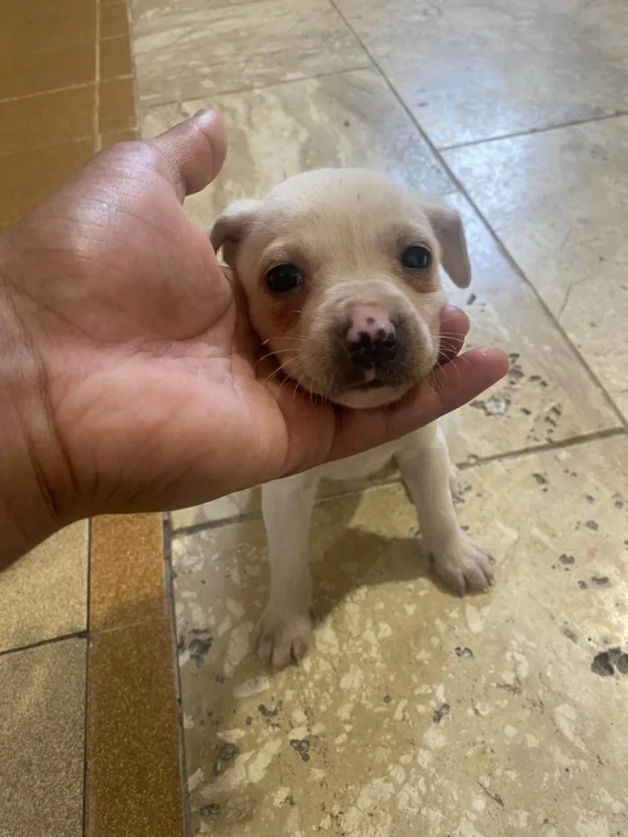 Cachorro ra a SRD-ViraLata idade Abaixo de 2 meses nome Não tem nome