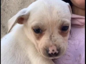 Cachorro raça SRD-ViraLata idade Abaixo de 2 meses nome Não tem nome