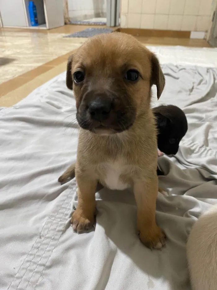 Cachorro ra a SRD-ViraLata idade Abaixo de 2 meses nome Não tem nome
