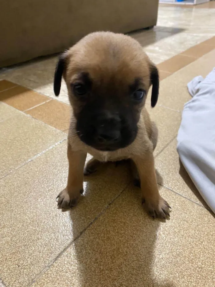Cachorro ra a SRD-ViraLata idade Abaixo de 2 meses nome Sem nome 