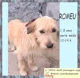 Romeu
