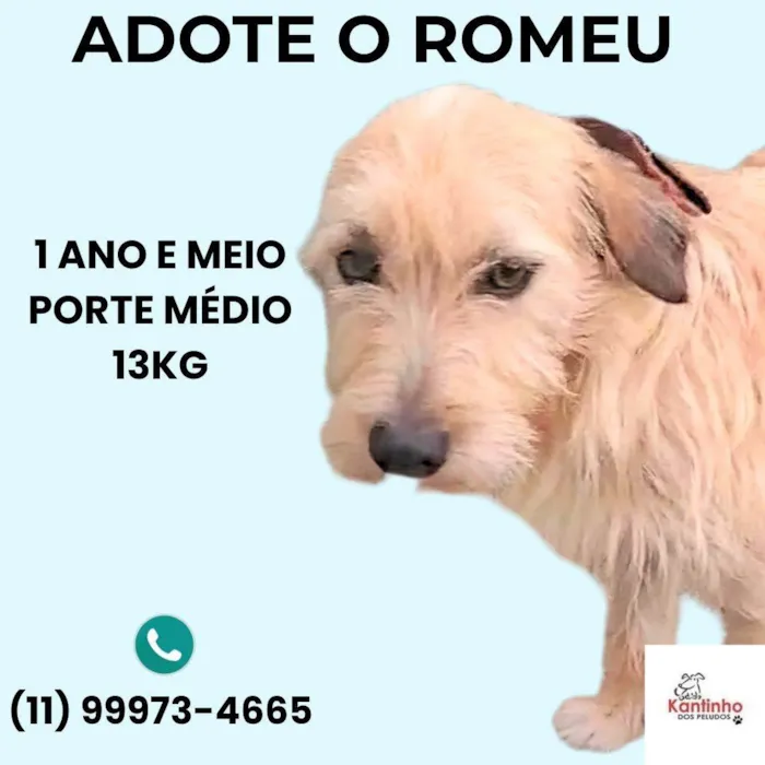 Cachorro ra a SRD-ViraLata idade 1 ano nome Romeu