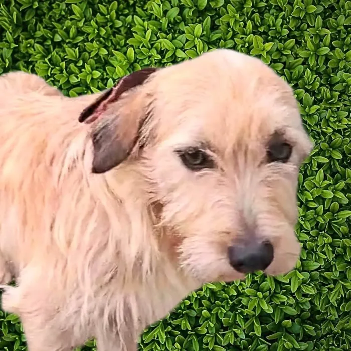 Cachorro ra a SRD-ViraLata idade 1 ano nome Romeu