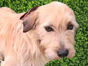 Cachorro raça SRD-ViraLata idade 1 ano nome Romeu
