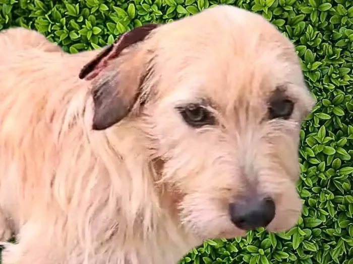 Cachorro ra a SRD-ViraLata idade 1 ano nome Romeu