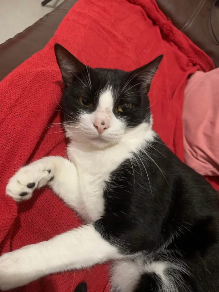 Gato ra a SRD-ViraLata idade 3 anos nome Floquinho