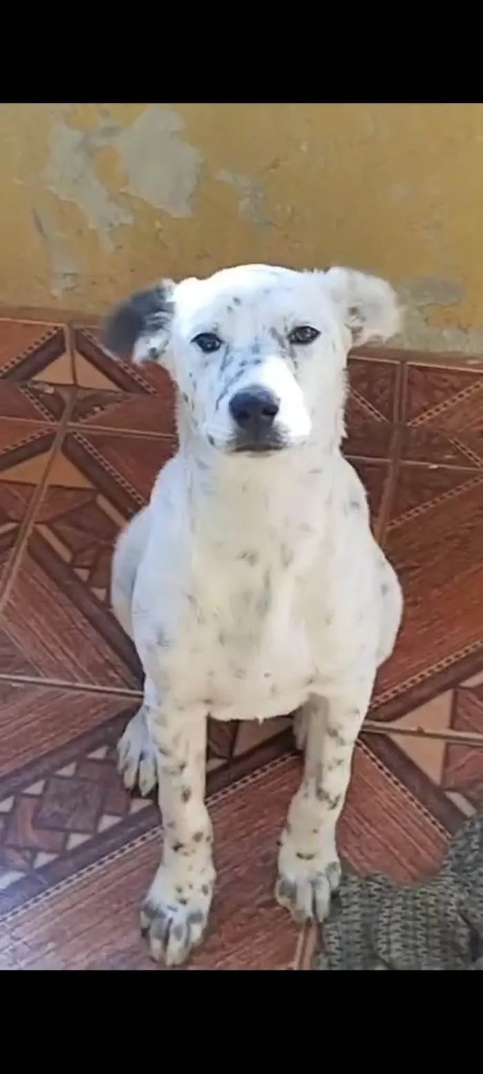 Cachorro ra a SRD-ViraLata idade 7 a 11 meses nome Apolo 