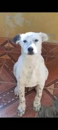 Apolo