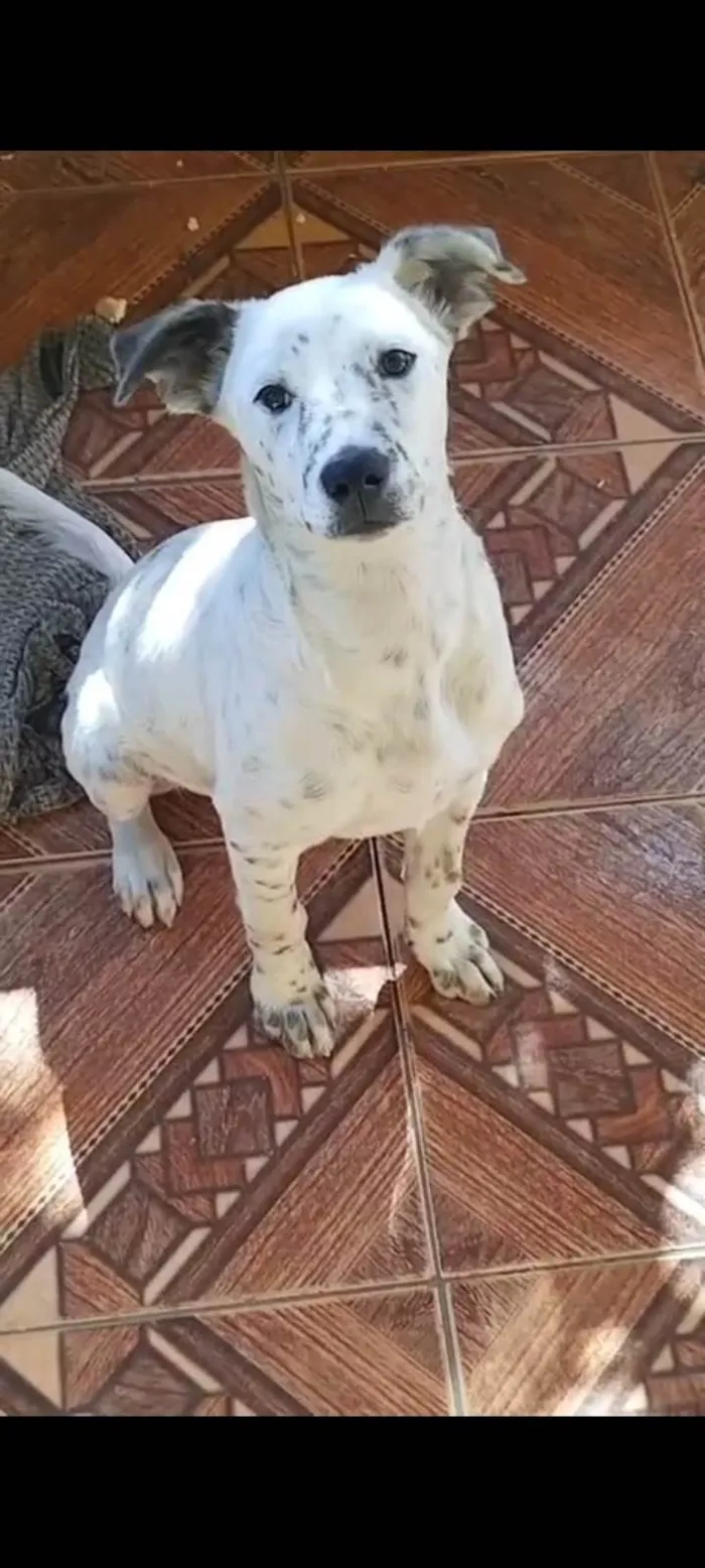 Cachorro ra a SRD-ViraLata idade 7 a 11 meses nome Apolo 