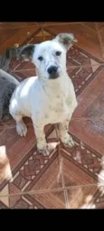Apolo