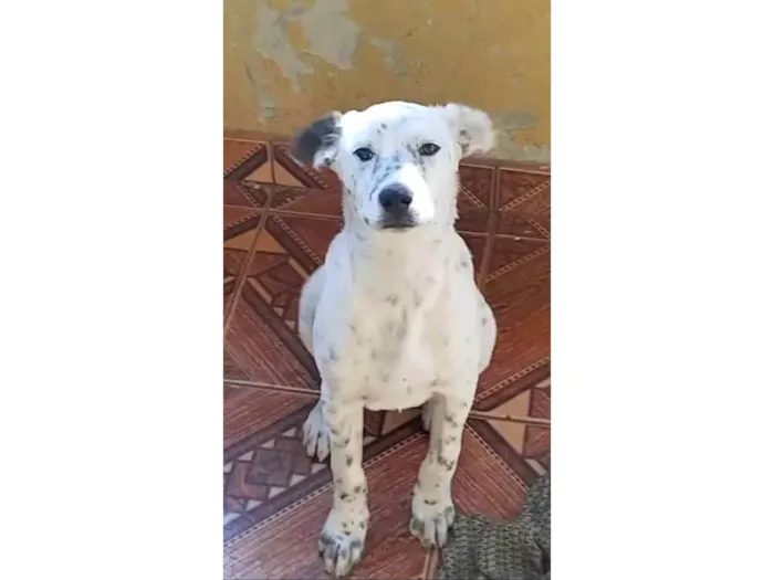 Cachorro ra a SRD-ViraLata idade 7 a 11 meses nome Apolo 