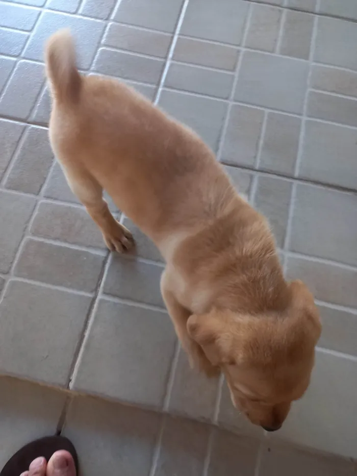 Cachorro ra a SRD-ViraLata idade 3 anos nome Dom