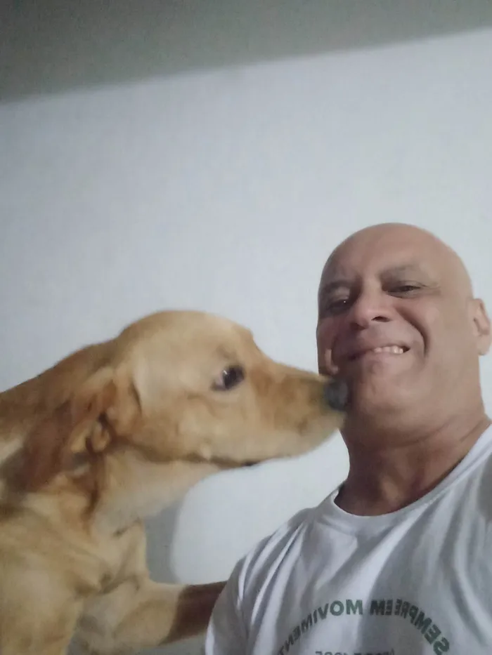 Cachorro ra a SRD-ViraLata idade 3 anos nome Dom