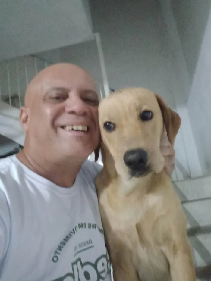 Cachorro ra a SRD-ViraLata idade 3 anos nome Dom