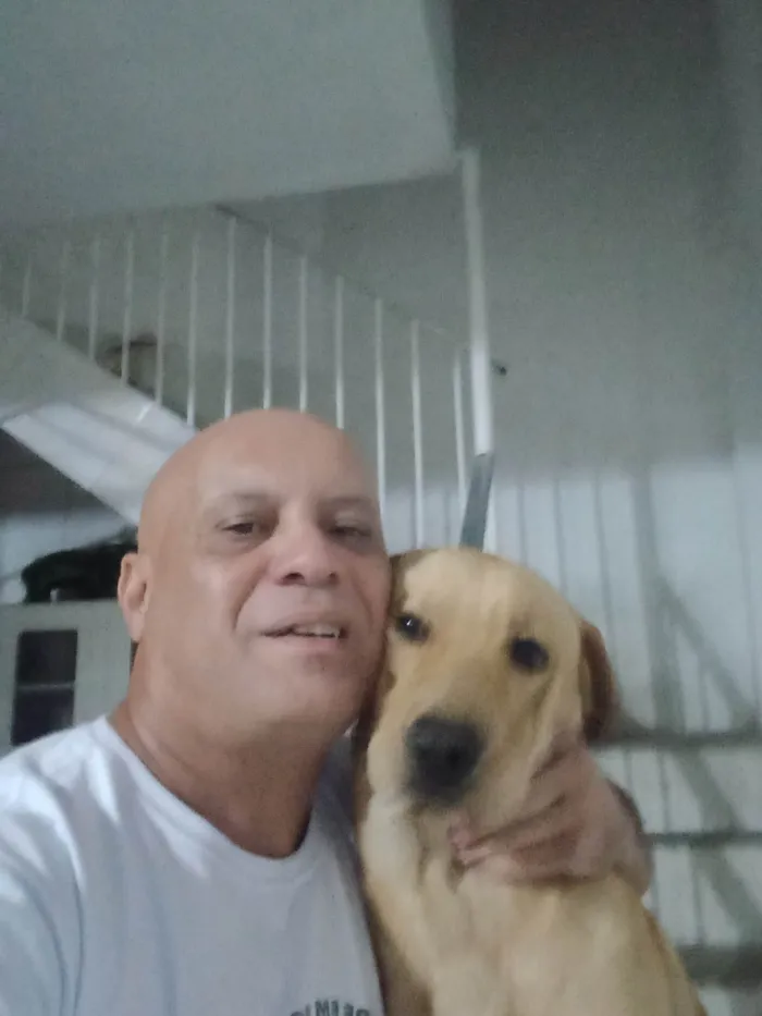 Cachorro ra a SRD-ViraLata idade 3 anos nome Dom