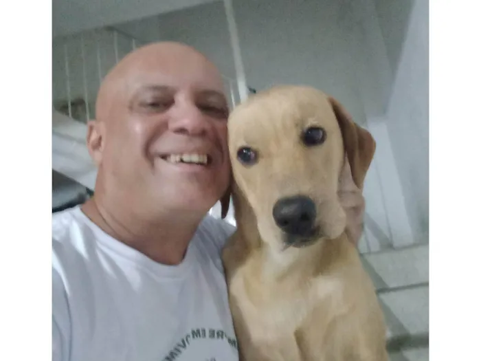 Cachorro ra a SRD-ViraLata idade 3 anos nome Dom