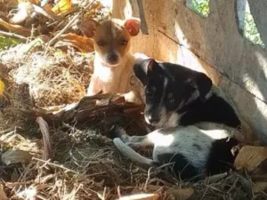Cachorro raça SRD-ViraLata idade 2 a 6 meses nome Flora e Bento
