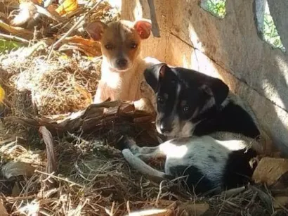 Cachorro raça SRD-ViraLata idade 2 a 6 meses nome Flora e Bento